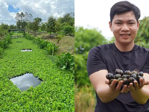 Nuôi ốc bươu trong vườn sầu riêng: Mô hình kinh tế hiệu quả, thu nhập ổn định