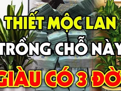 Trồng cây Thiết Mộc Lan trước cửa nhà có tốt cho phong thủy không?