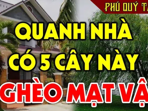 5 cây trồng vào nhà đấy nghèo, chặt bỏ đừng tiếc, là cây nào?