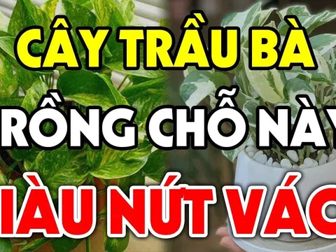 Trồng cây Trầu Bà trong nhà có tốt cho phong thủy gia đình không?