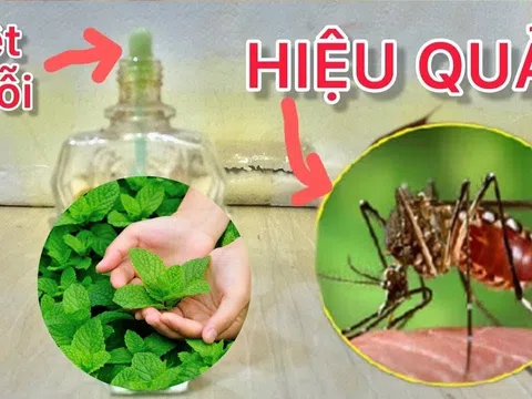 Vò nắm lá để góc nhà, muỗi cả đàn cũng kéo nhau đi hết, cả nhà yên tâm ngủ