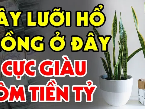 Trồng cây Lưỡi Hổ trong nhà có tốt cho phong thủy gia đình không?