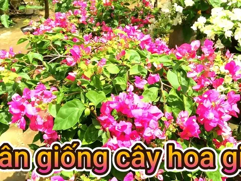 Hoa giấy nhân giống bằng giâm cành cực đơn giản như sau