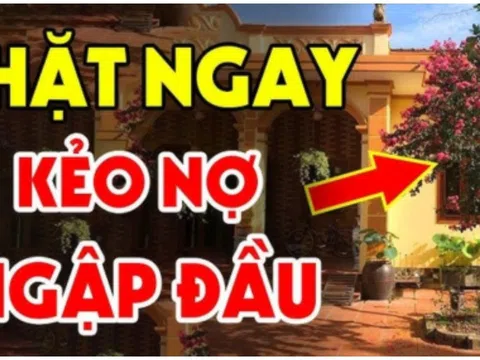 Ngoài sân không trồng 3 cây, vào nhà chớ treo 3 vật, Tiền- Tài mới bền, là cây gì vật gì?