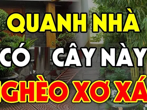 Năm cây trồng vào nhà nào nhà đấy nghèo, cày cuốc như trâu vẫn nợ, chặt bỏ đừng tiếc