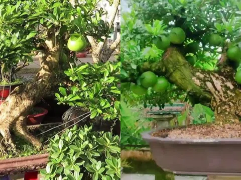 Từ cây dại thành cây bonsai độc đáo, mang lại tài lộc, có giá tới 150 triệu đồng