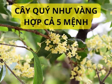 Ông bà dặn trồng cây này trước nhà như vàng như bạc giúp gia đình hưng thịnh con cháu thành tài khỏe mạnh