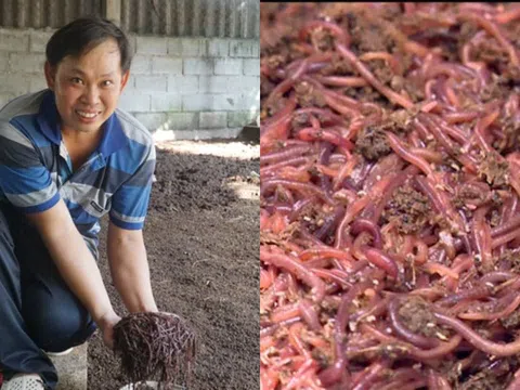 Nhờ nuôi loài vật 'hiền lành' nhưng mang lại 'siêu lợi nhuận', nông dân bỗng chốc đổi đời