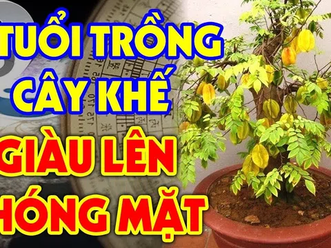 Trồng khế trước cửa nhà '1 kỵ, 2 nên', thần Tài "gật đầu ưng bụng", gia chủ hái lộc to