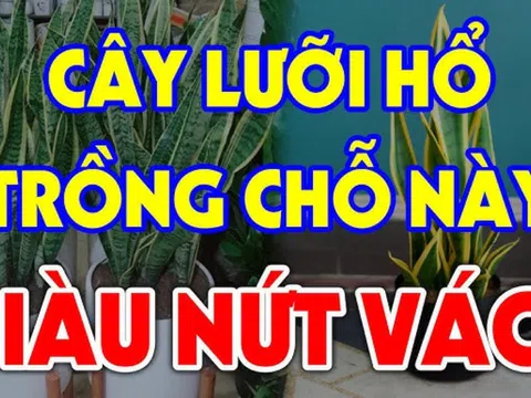 Trồng Lưỡi Hổ trong nhà có tốt cho phong thủy gia đình hay không?