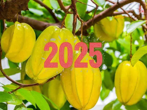 Người tuổi này nên trồng cây khế, Ất Tỵ 2025 đổi đời giàu có, không trồng thật tiếc