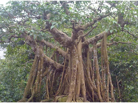 Tổ tiên dặn chẳng lệch đi đâu: 3 cây không trồng trước nhà, 4 thứ không đặt lên giường kẻo khuynh gia bại sản