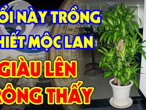 5 loại cây 'nuốt' bụi mịn, lọc không khí, hút tài lộc vào nhà, gia chủ ăn nên làm ra