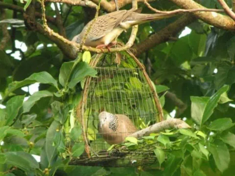 Các cụ dặn dò: "Ở đời có 4 cái ngu", vậy cái nào là ngu nhất?