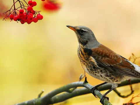 ''Chim khôn kêu tiếng rảnh rang, người khôn nói tiếng dịu dàng dễ nghe'': Những người khôn thường ăn nói thế nào?