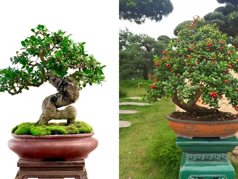 Cây dại lên chậu thành bonsai, hoá tuyệt phẩm tiền tỉ, được ví như ‘hòn ngọc Viễn Đông’