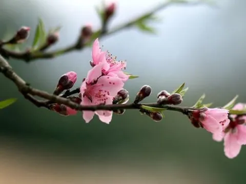 Bây giờ là thời điểm để chăm đào nở hoa đúng Tết, hãy làm theo cách sau