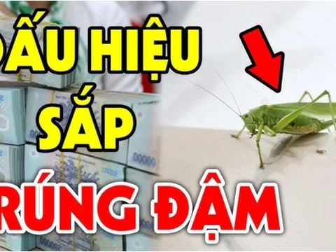 5 loài vật đệ tử Thần Tài bước vào điềm báo phát tài đang tới: Chỉ 1/5 cũng giàu có