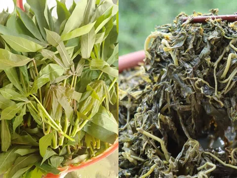 Loại lá xưa cho lợn ăn giờ thành đặc sản ‘hái ra tiền’, giá 50.000 đồng/kg còn được xuất khẩu