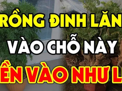 Cây Đinh Lăng trấn giữ của cải đừng trồng linh tinh: Đây là chỗ tốt nhất giúp gia chủ hút tài hút lộc