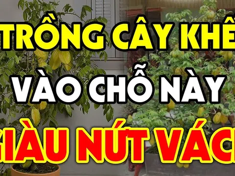 Tại sao chuyên gia phong thủy nói năm 2025 rất thích hợp trồng cây Khế?