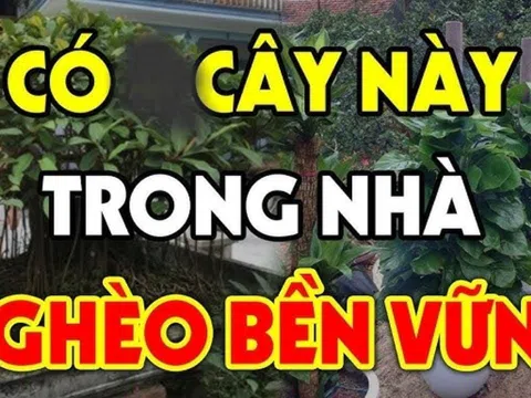 Ông bà căn dặn: "Đừng mang cây ác vào nhà, cây càng xanh người càng suy", là cây gì?