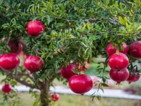 Dù giàu hay nghèo cũng nên có 1 cây lựu trước nhà: Chúng có ý nghĩa phong thủy cực kỳ mạnh