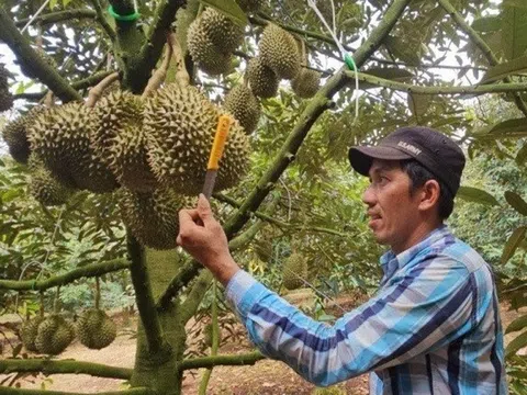 Nghề lạ ở Việt Nam:Chỉ cần nghe tiếng, ngửi mùi loại đặc sản này đã có thể kiếm 2 triệu đồng/ngày