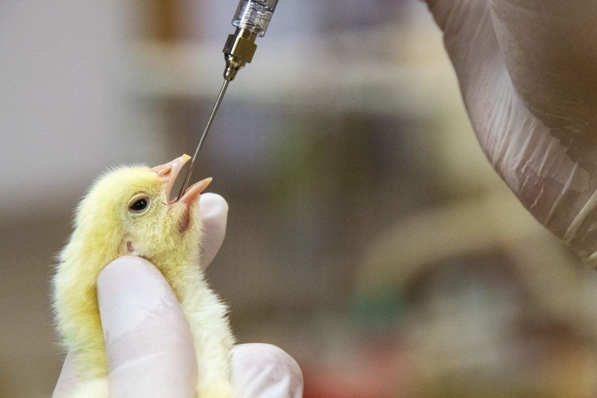 Tiêm vacxin cho gà từ sớm rất quan trọng trong việc phòng tránh bệnh gia cầm