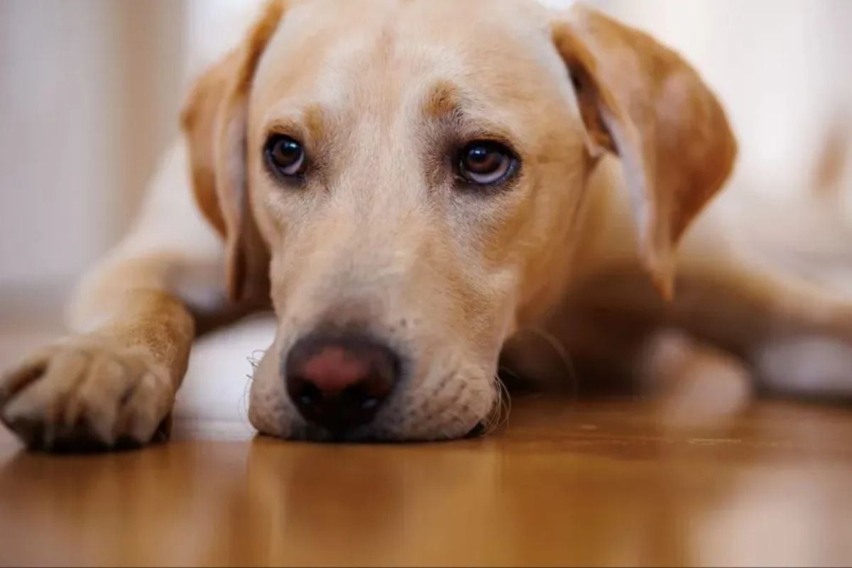 Bạn nên thường xuyên quan sát tình trạng của chó sau khi tiêm vacxin