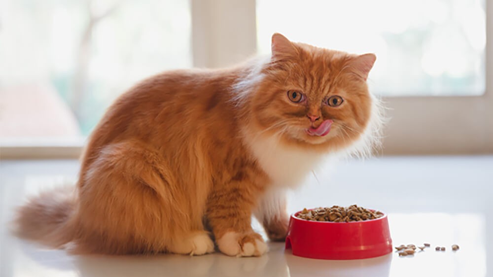 Tránh việc bỏ đói mèo để làm chúng giảm bớt ham muốn giao phối