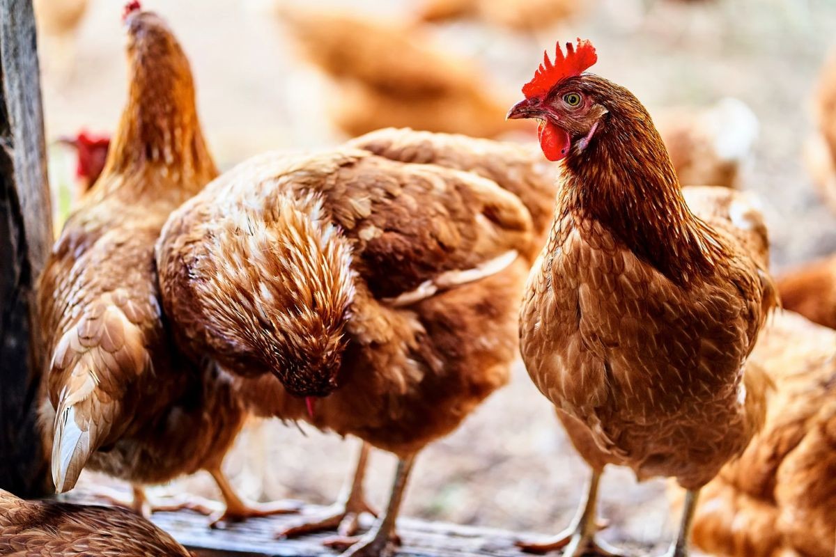 Bệnh hen gà có thể lây lan sang các cá thể khác qua đường không khí hoặc thức ăn, vì vậy việc vệ sinh chuồng trại thường xuyên rất cần thiết