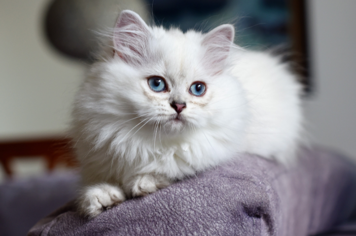 Mèo trắng mắt xanh giá bao nhiêu phụ thuộc vào nhiều yếu tố như giống loài, nguồn gốc xuất xứ 