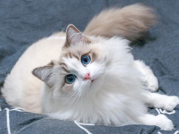 Đa số mèo trắng mắt xanh khá nghe lời, dễ huấn luyện