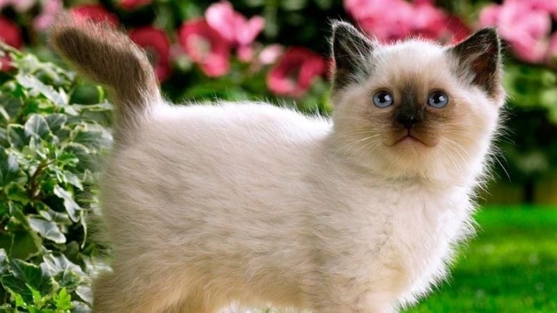 Mèo trắng mắt xanh có nguồn gốc từ nước Nga 