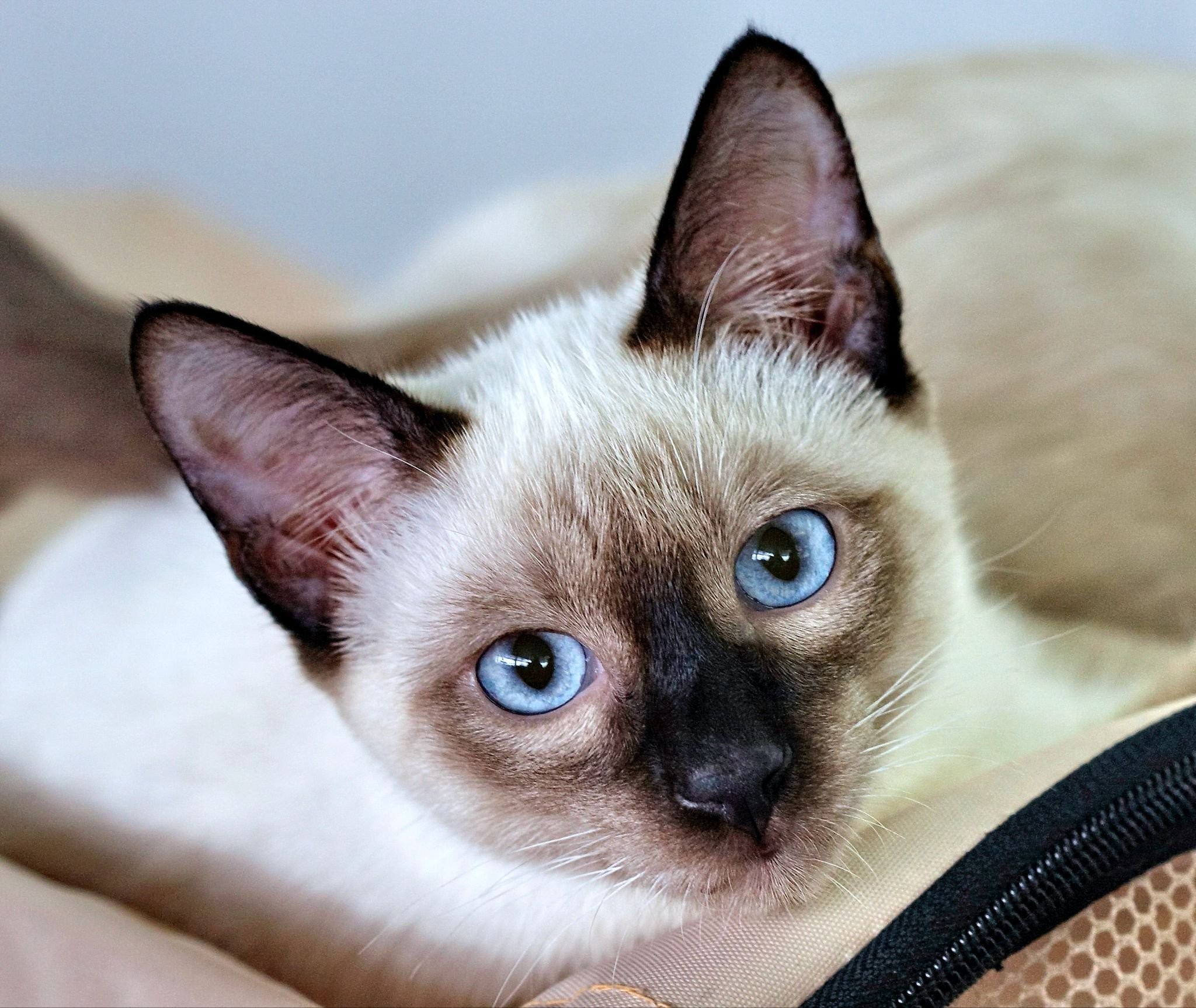 Mèo Xiêm trưởng thành có mắt màu xanh nhạt pha xám 