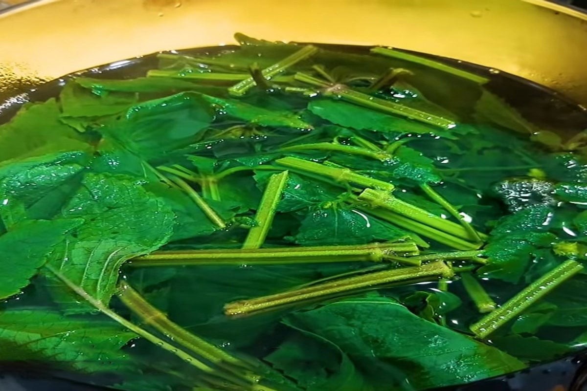 Nấu nước lá tía tô cho đến khi đổi màu