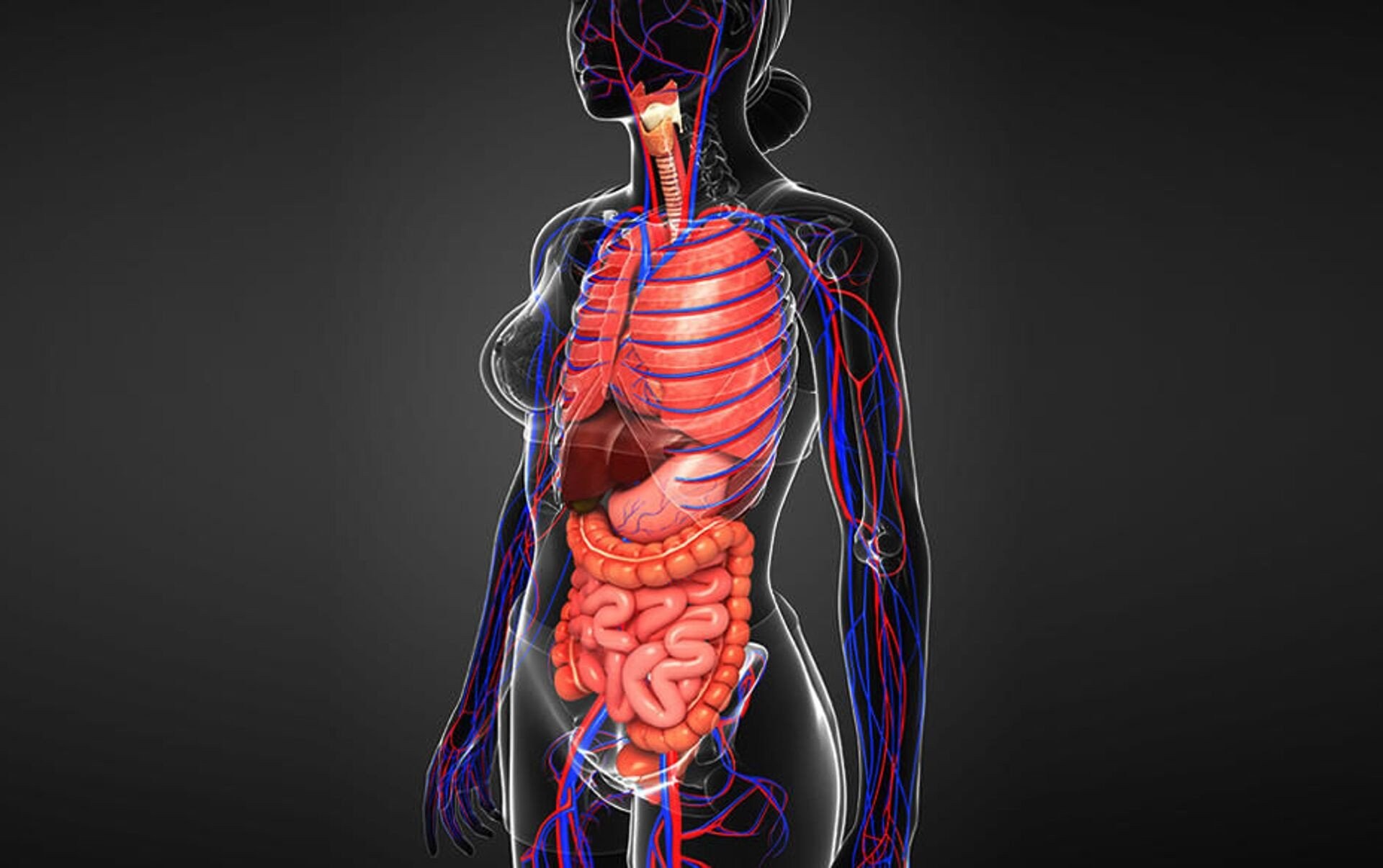 Các bộ phận nội tạng của con người bao gồm lục phủ và ngũ tạng