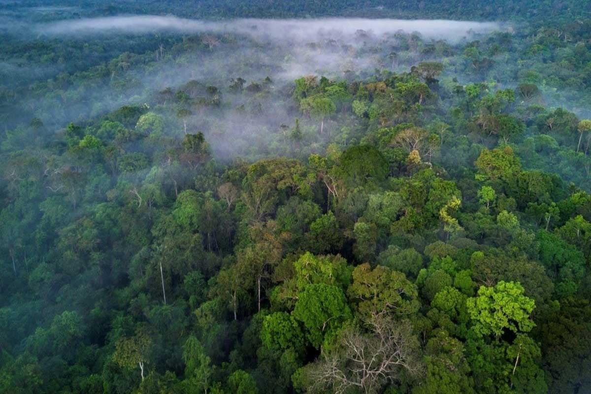 Rừng Amazon là cái tên đầu tiên trong danh sách 7 kỳ quan