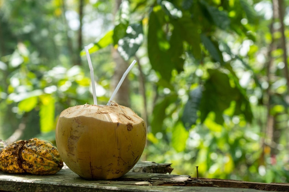  Nước dừa cũng có công dụng tương đương như nước đậu đen rang