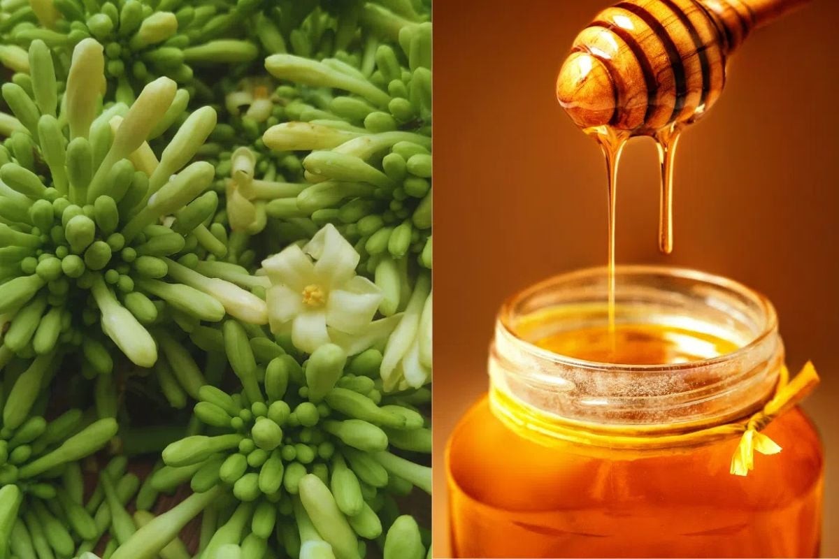 Sử dụng hoa đu đủ đực ngâm với mật ong giúp thuyên giảm các triệu chứng bệnh liên quan đến đường hô hấp