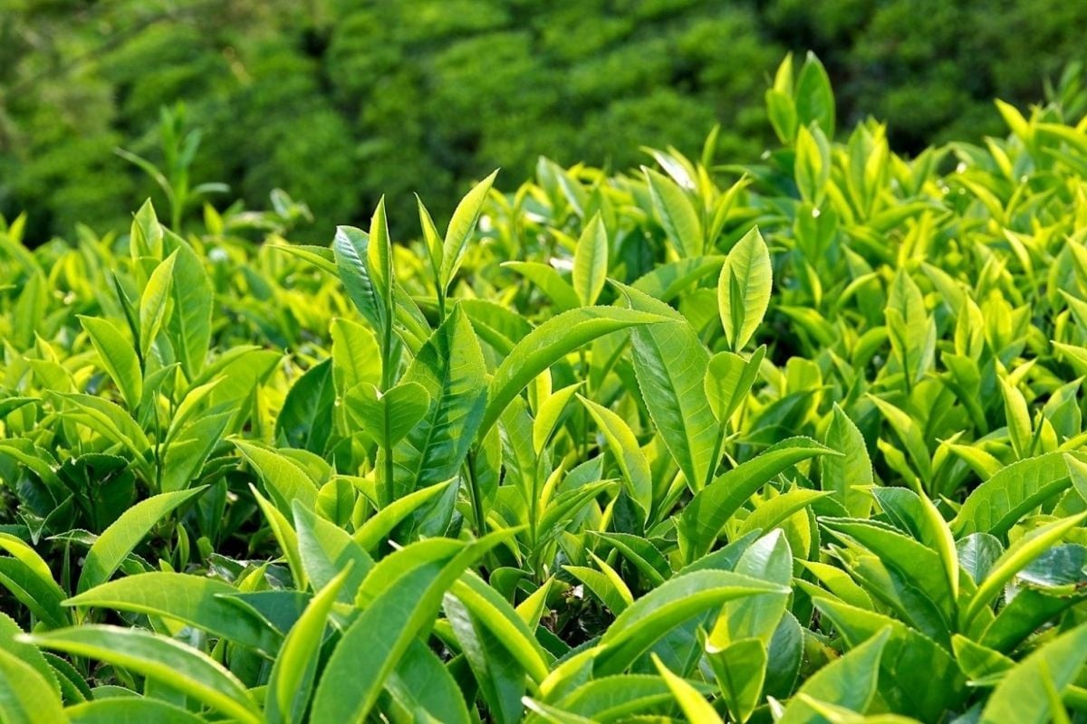 Lá trà xanh với nhiều công dụng như giải nhiệt, hỗ trợ giảm cân