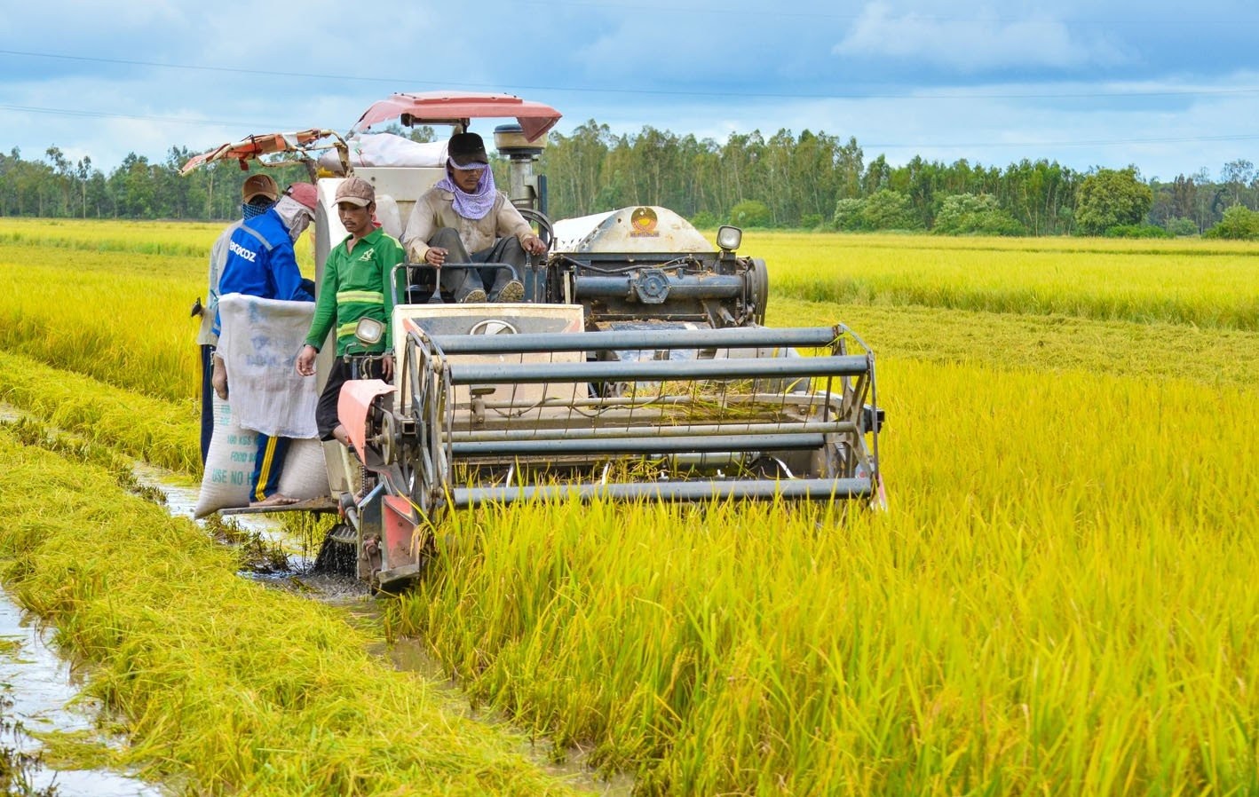 Ngành trồng lúa nước được xem là ngành trọng điểm của nền nông nghiệp Đông Nam Á