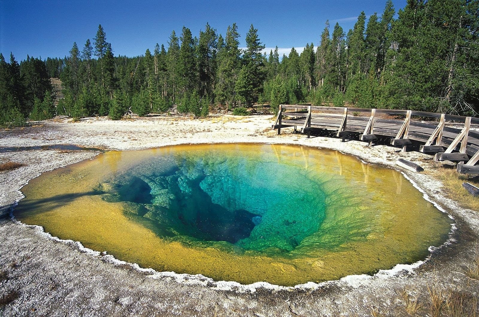 Ngoài cảnh quan địa chất, Yellowstone còn là nơi cư trú của đa dạng sinh vật hoang dã