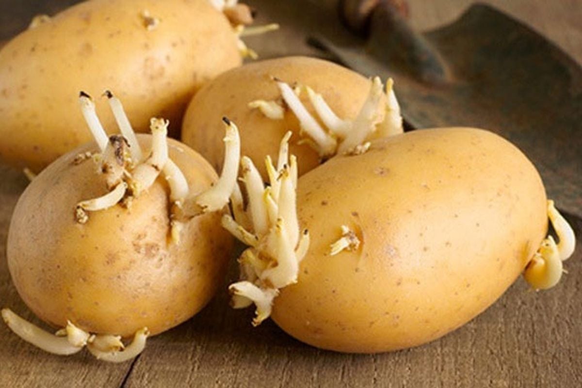 Trong khoai tây mọc mầm chứa các chất có thể gây ra triệu chứng như nôn mửa, tiêu chảy, đau bụng