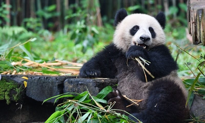 Tại sao gấu trúc chỉ có ở Trung Quốc? Vì gấu trúc chủ yếu sống ở các khu vực ẩm ướt