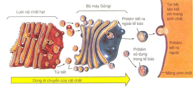 Bộ máy Golgi có cấu tạo từ các túi chứa dịch nằm xếp chồng lên nhau