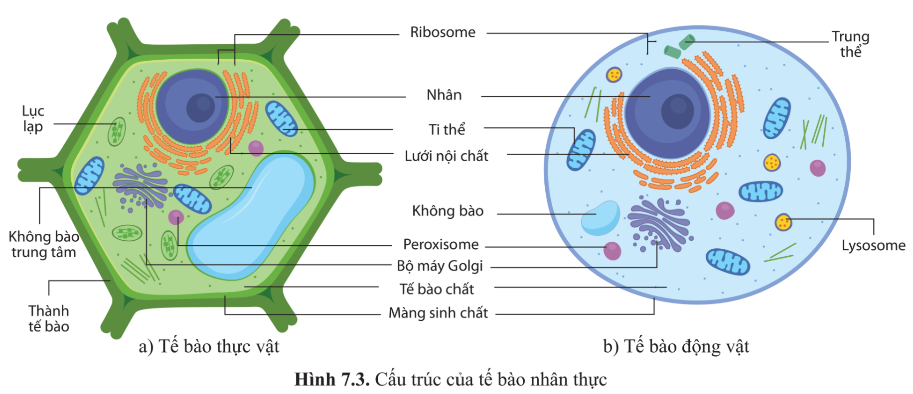 Tế bào thực vật và tế bào động vật đều là những tế bào nhân thực, chứa các thành phần cơ bản giống nhau như tế bào chất, nhân, màng sinh chất