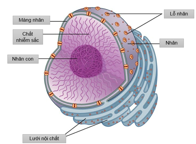 Nhân tế bào là một bào quan có hình cầu, bao bọc bởi một màng tế bào tồn tại trong tế bào nhân thực