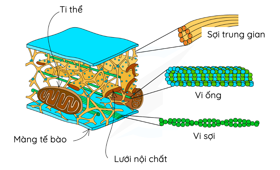 Khung tế bào là một hệ thống mạng lưới gồm các vi ống, vi sợi và trung gian nhằm tạo nên cấu trúc tế bào